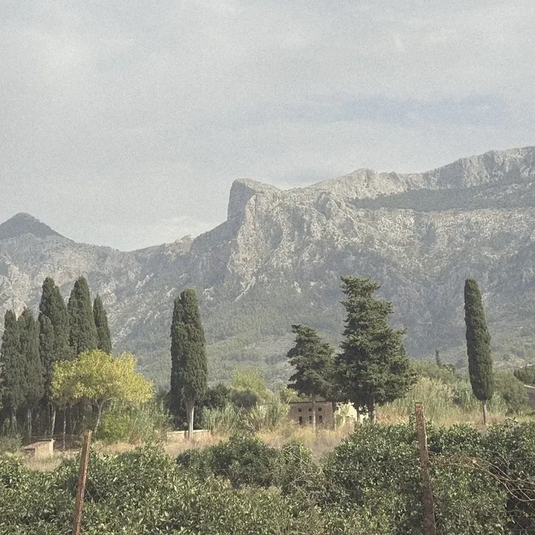 Orange groves and cypress trees in the Sóller valley, with the Tramuntana peaks behind