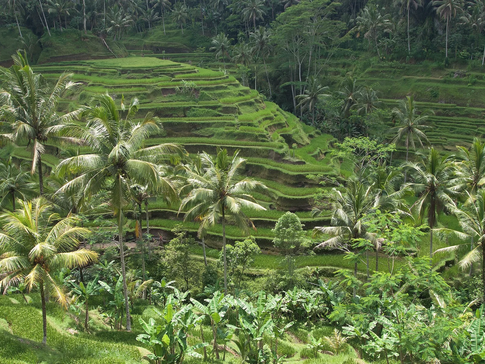 Terraced green rice fields and coconut palms at Tegallalang, near Ubud, Bali