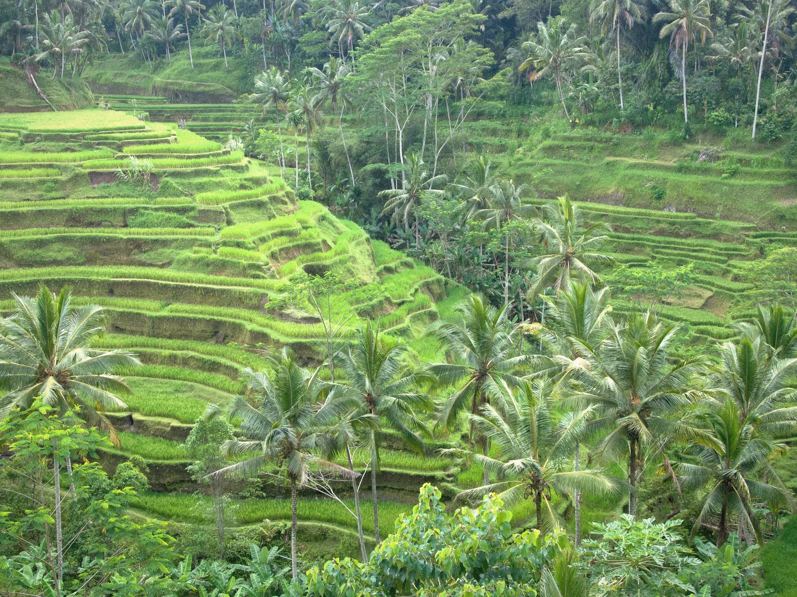 Bright green rice terraces and coconut palms near Ubud