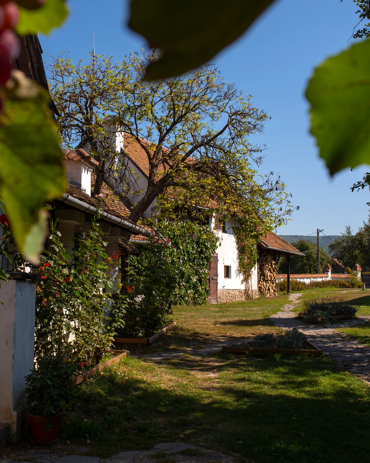 The main courtyard at Count Kálnoky's, with grapes on the vine in the foreground and the house beyond