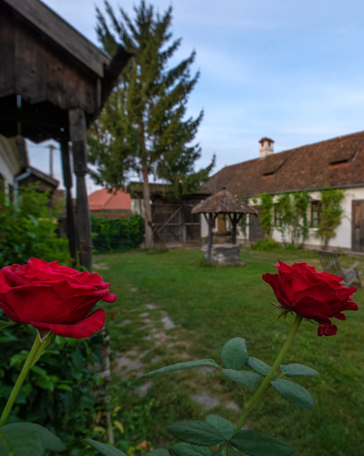 Red roses in the foreground of a green garden, with the white Old House and a well behind
