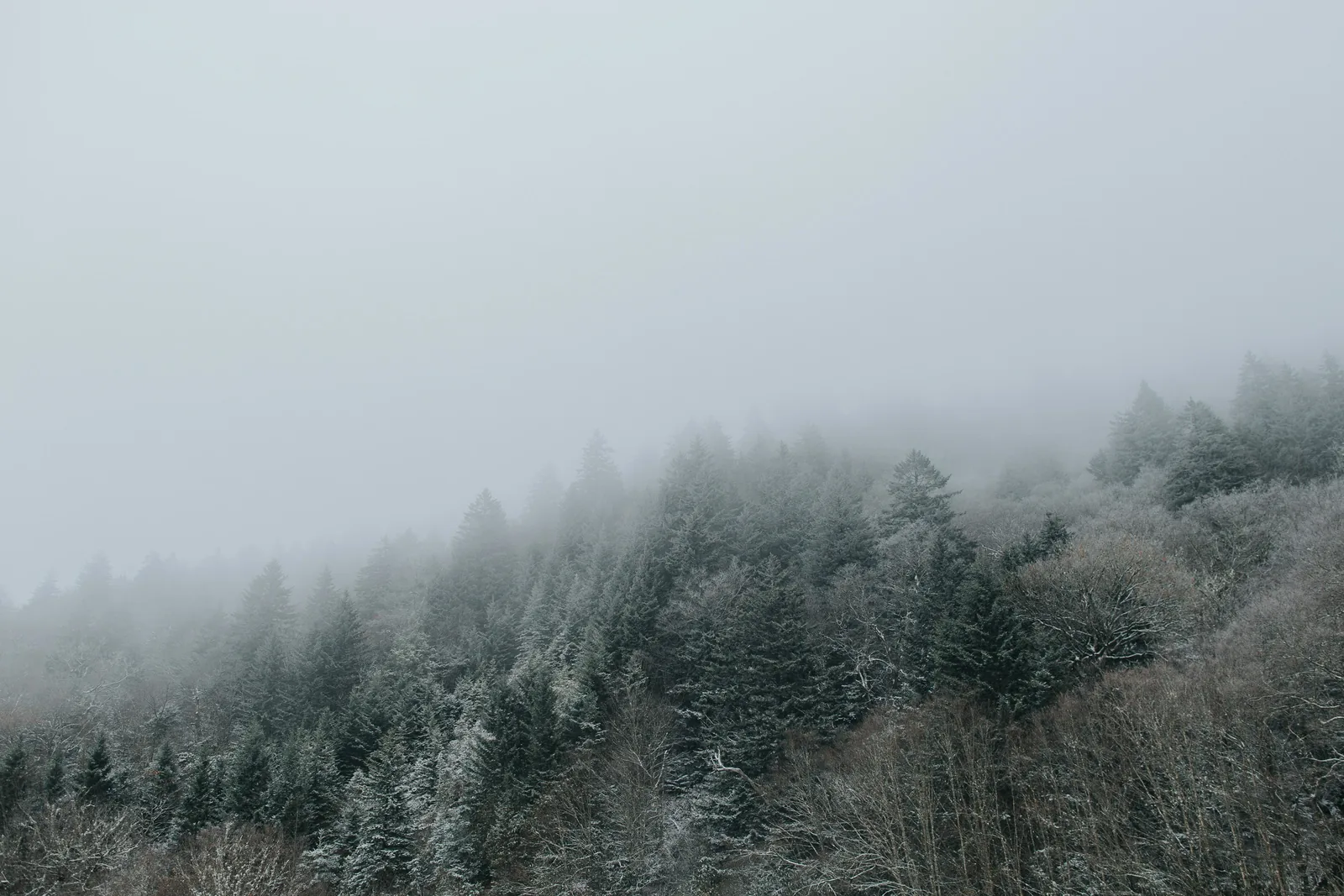 Frost-tipped evergreens fading into winter fog along the Blue Ridge Parkway near Blowing Rock