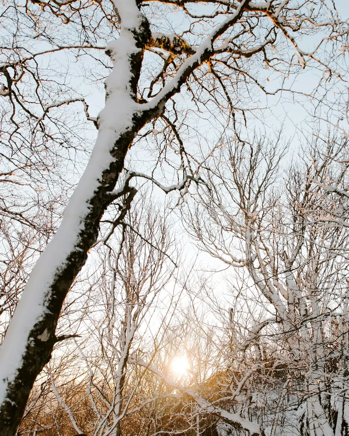 Low winter sun shining through snow-covered branches near Boone