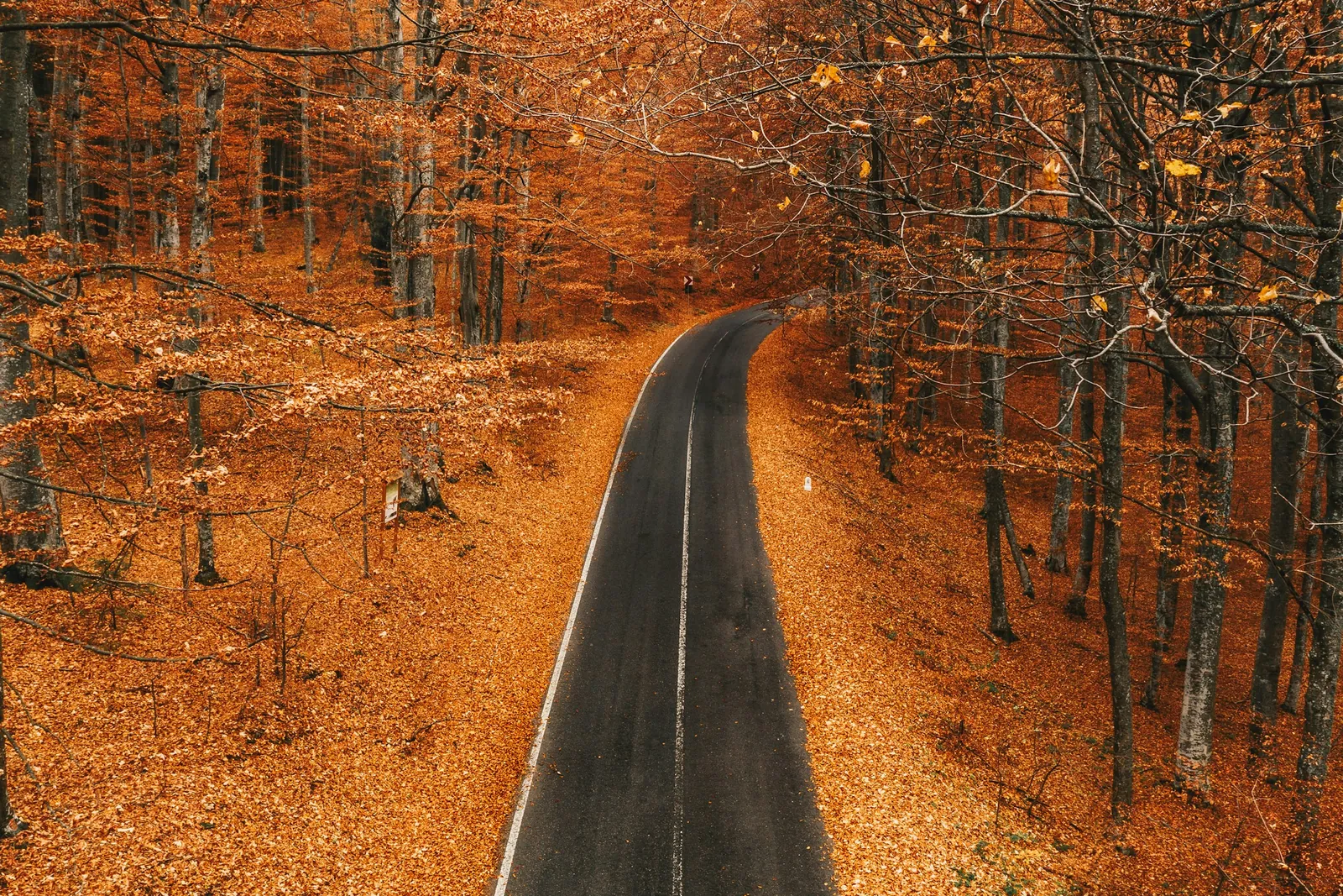 A road winding through a Carpathian beech forest in full copper and gold autumn colour