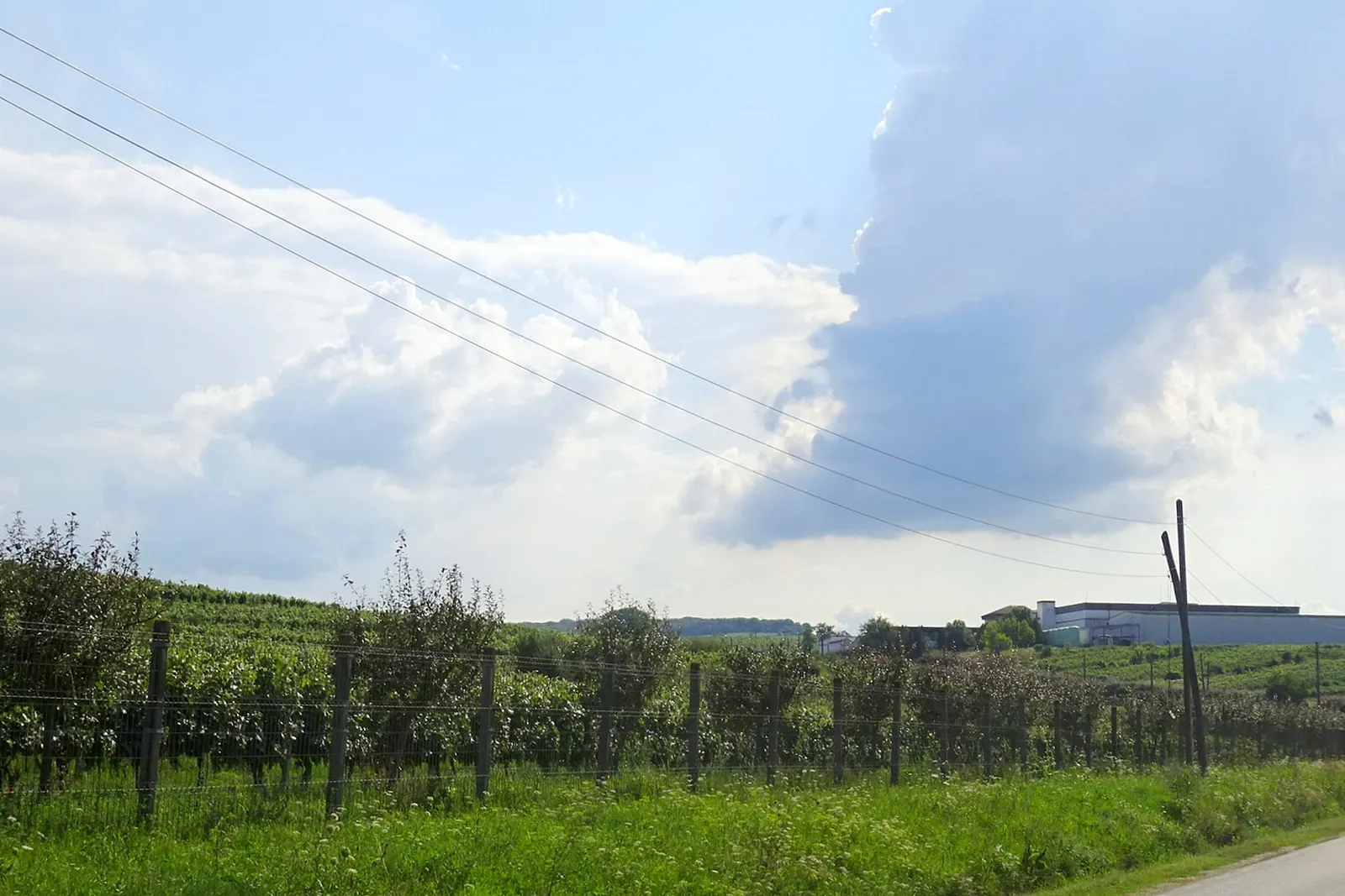 Rows of Jidvei vineyards rolling over gentle Transylvanian hills