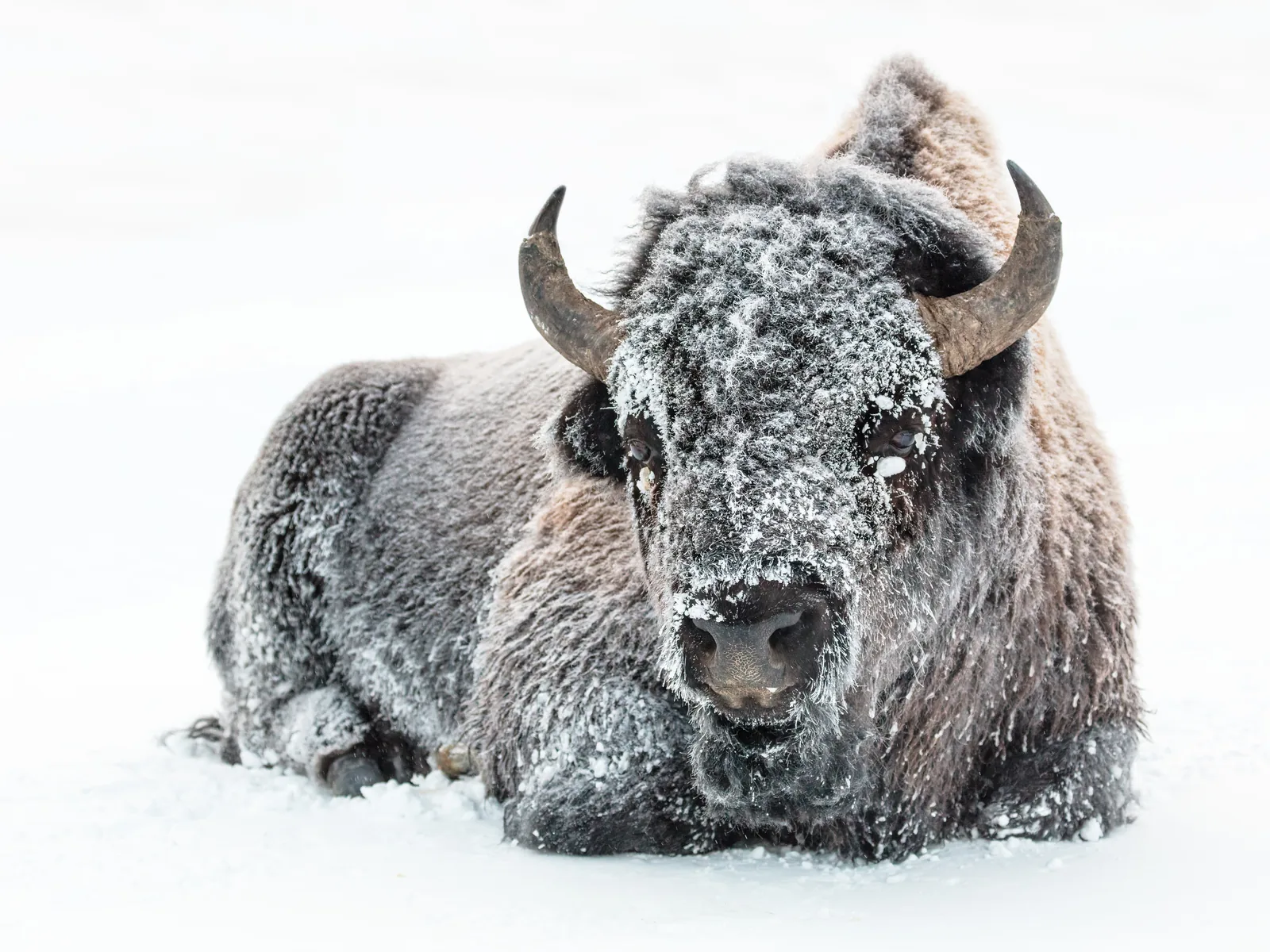 A frost-covered bison resting in deep snow in Yellowstone, its coat and horns white with frost