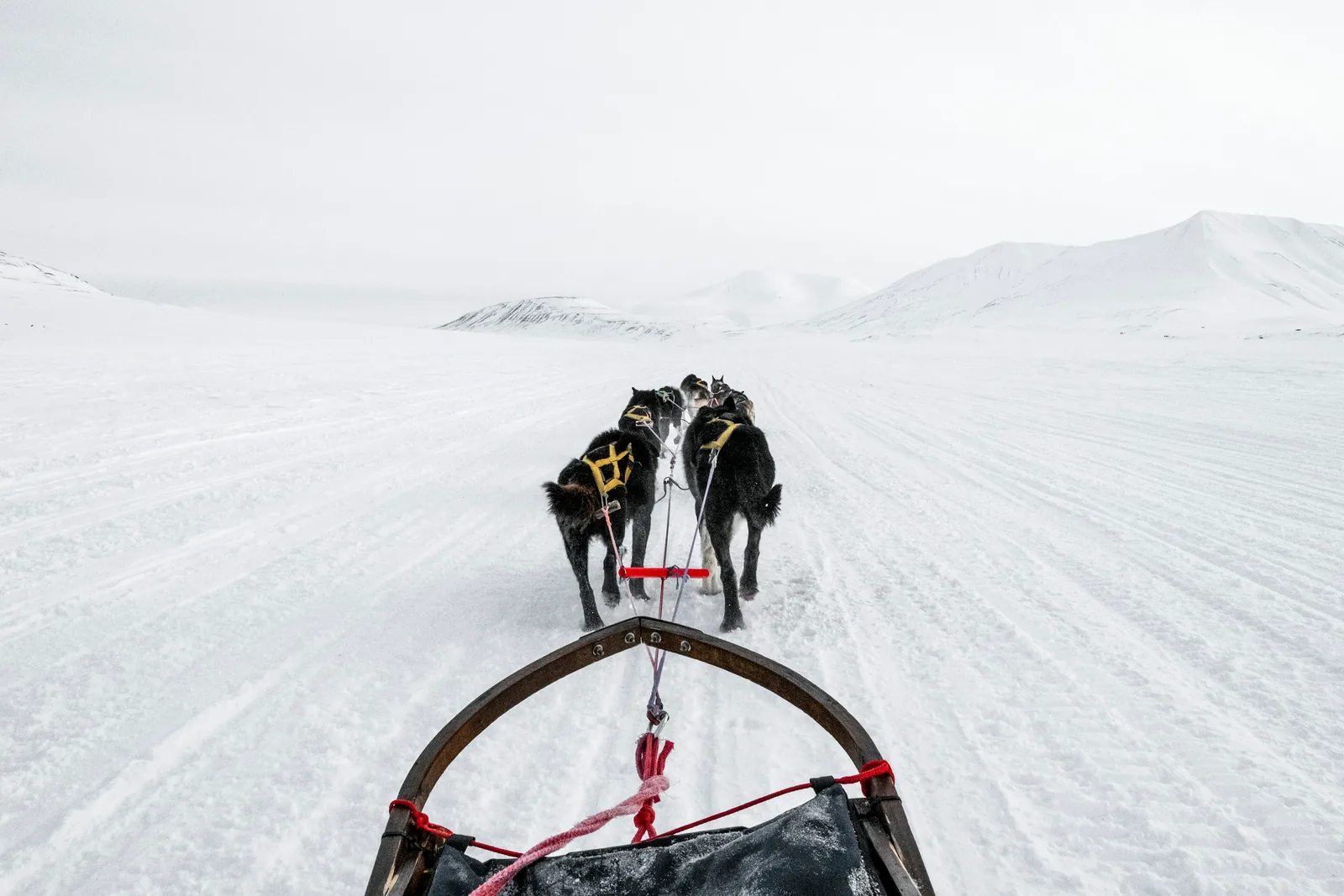 A view from a dog sled of a husky team running down a snowy trail toward white mountains