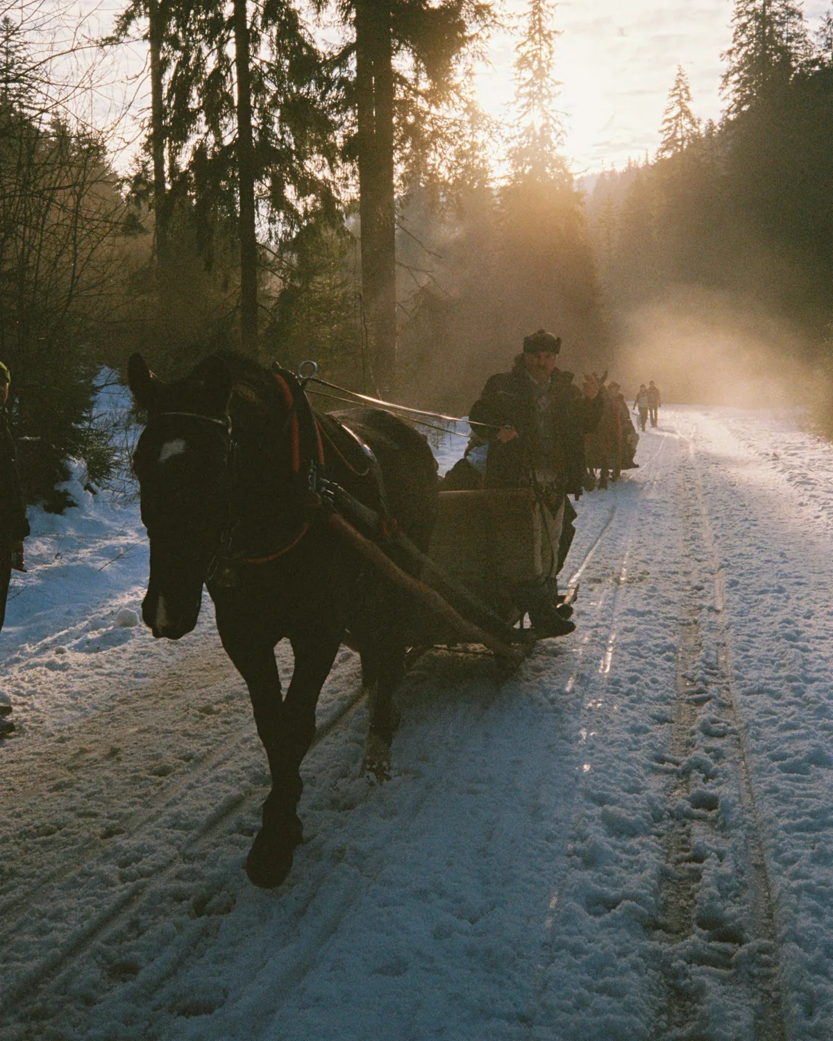 Horses pulling a sleigh along a snowy forest road in warm, misty sunlight
