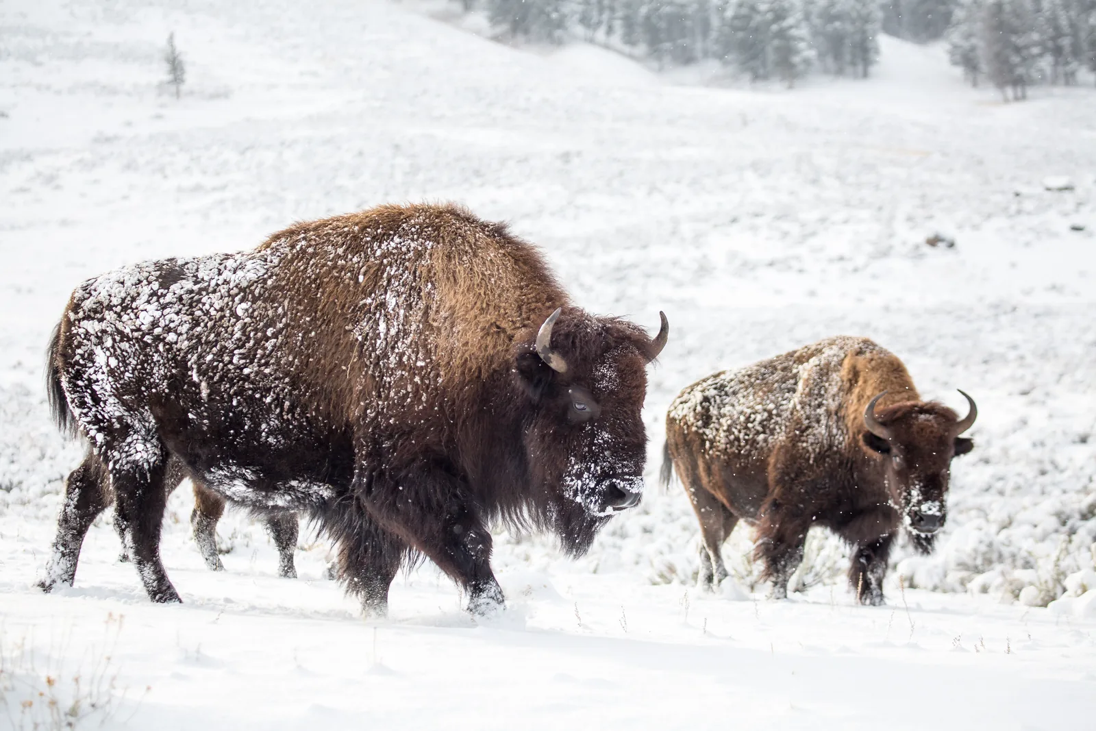 Two frost-dusted bison walking through deep snow in the Lamar Valley