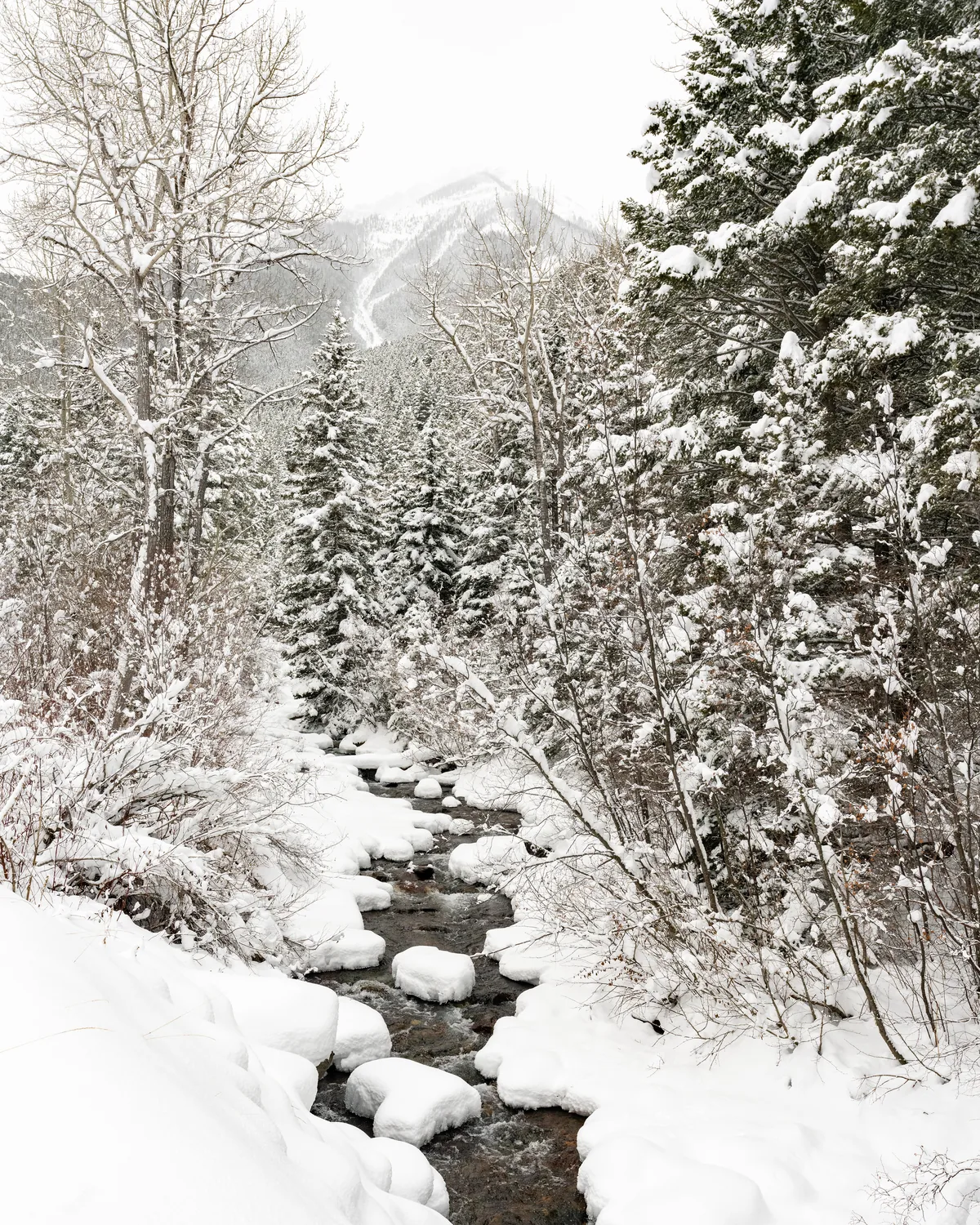 Emigrant Creek running between snow-laden trees below Emigrant Peak in Paradise Valley