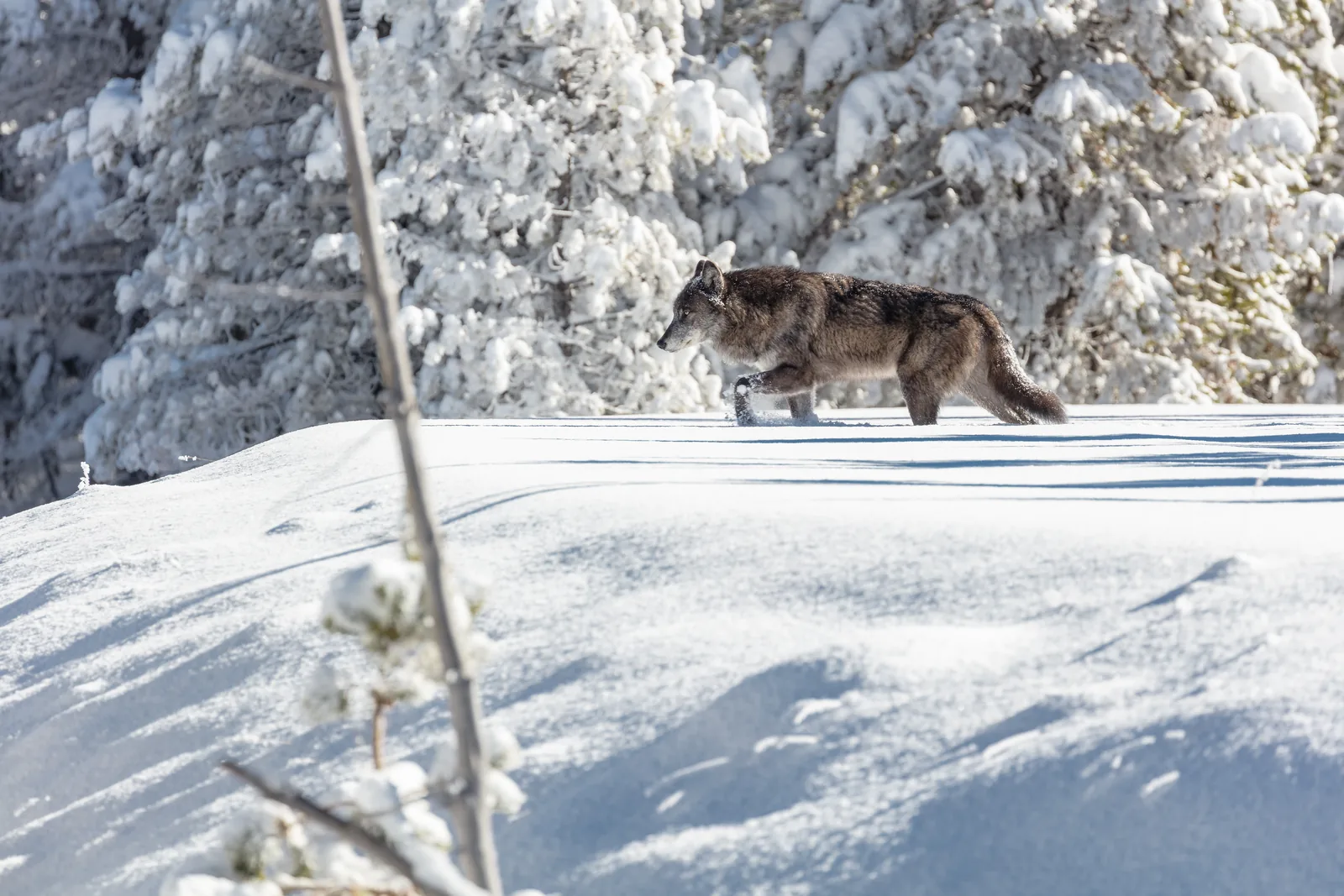 A gray wolf trotting across deep fresh snow below frosted pines in Yellowstone