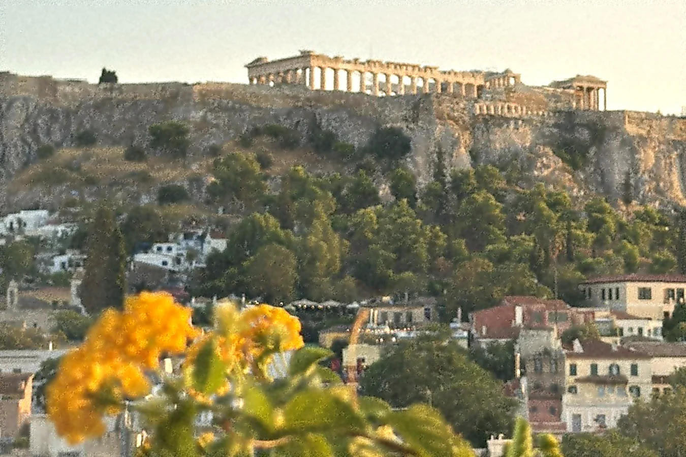 Yellow flowers in the foreground of a golden-hour view of the Parthenon on the Acropolis hill in Athens