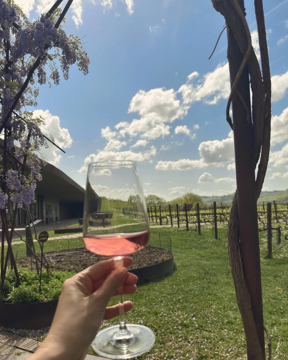 A hand holding a glass of rosé in front of the vineyard and the low curved roof of the Antinori winery