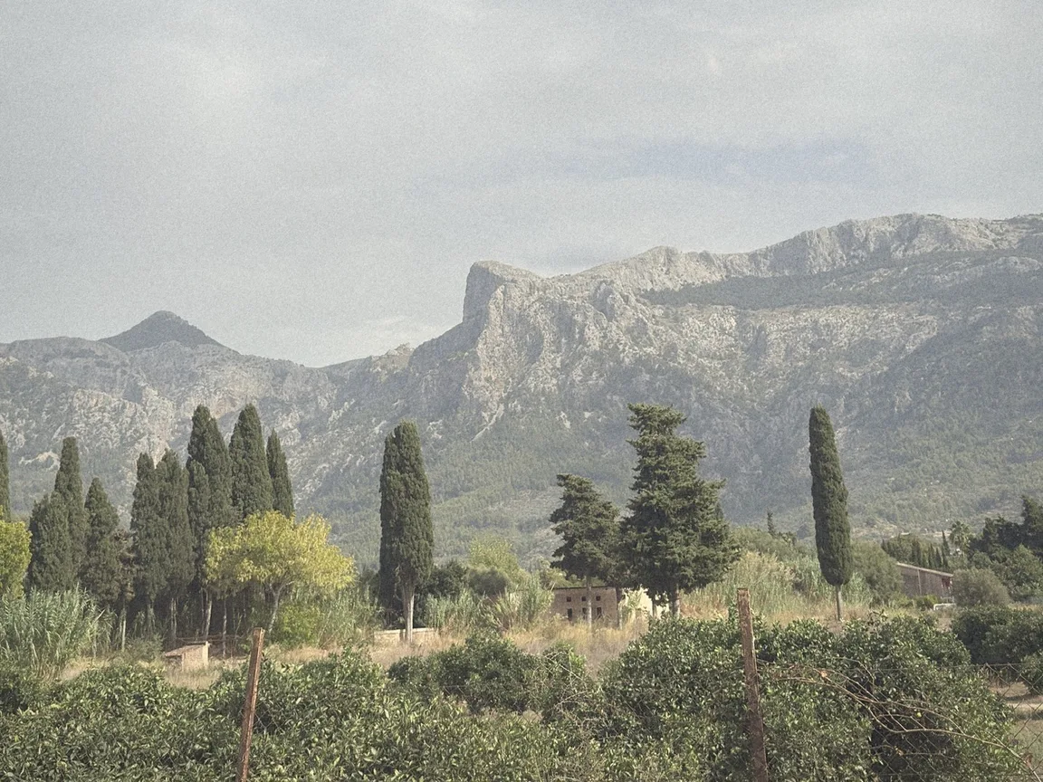 Orange groves and tall cypress trees in the Sóller valley, with the rocky peaks of the Tramuntana mountains behind under a soft sky