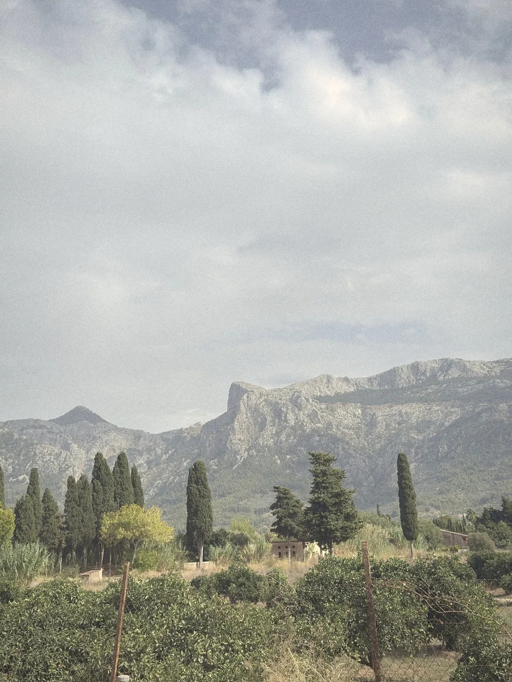 Orange groves and tall cypress trees with the rocky Tramuntana peaks behind
