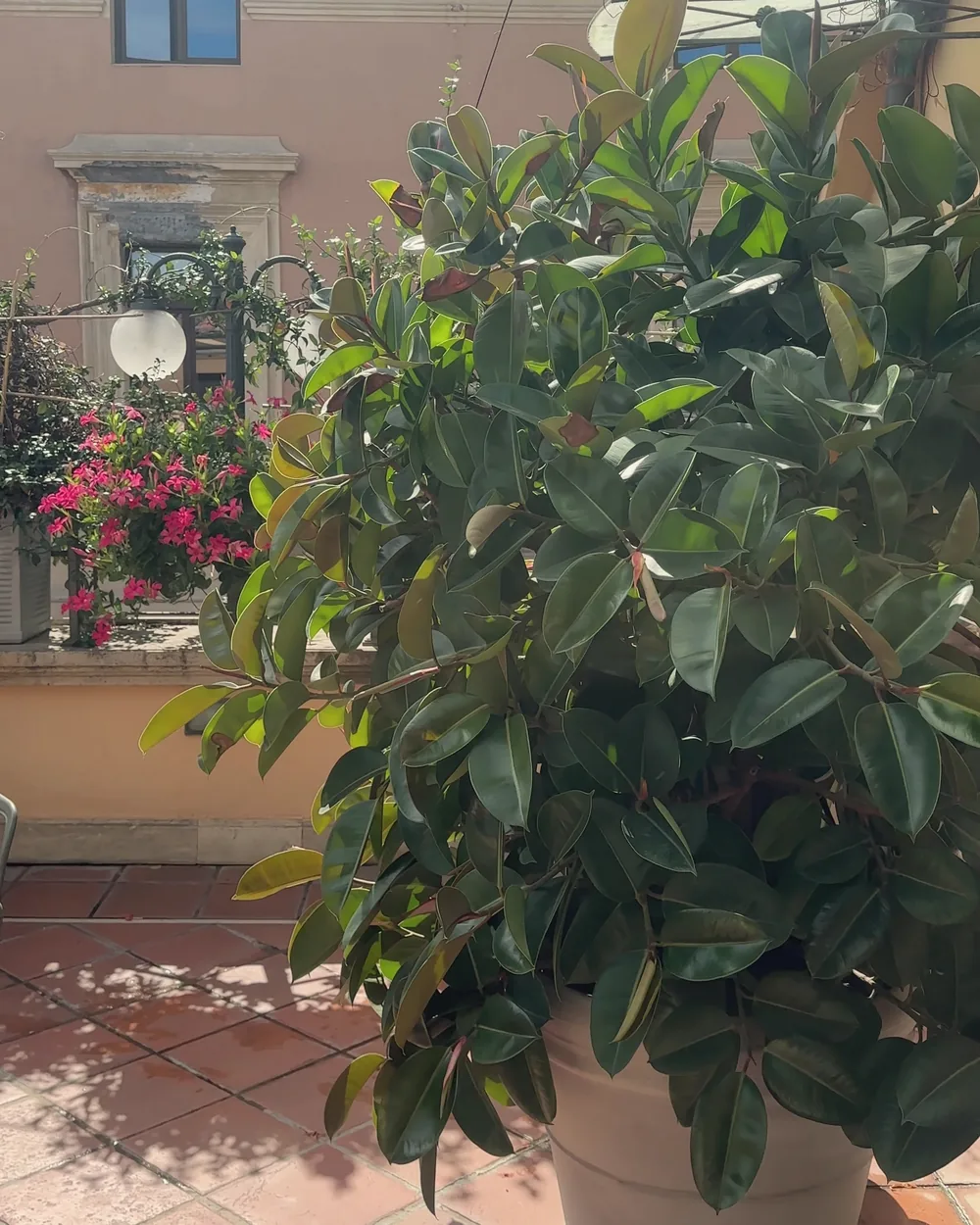 A large potted plant and flowering geraniums on the terracotta rooftop terrace, with an ochre palazzo behind