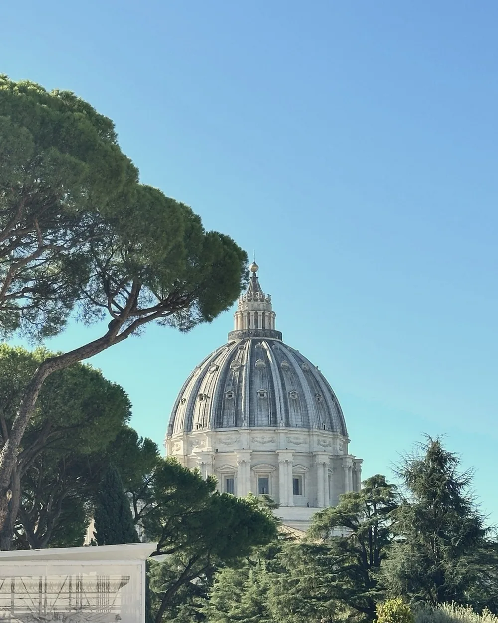 The dome of St. Peter's rising above umbrella pines against a clear blue sky